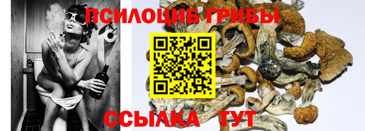 Галлюциногенные грибы Psilocybe Заводоуковск